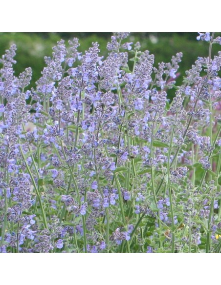 Chataire "Six hills giant"