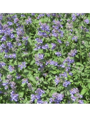 Chataire "Walkers low"