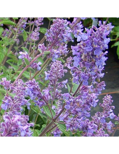 Chataire "Walkers low"