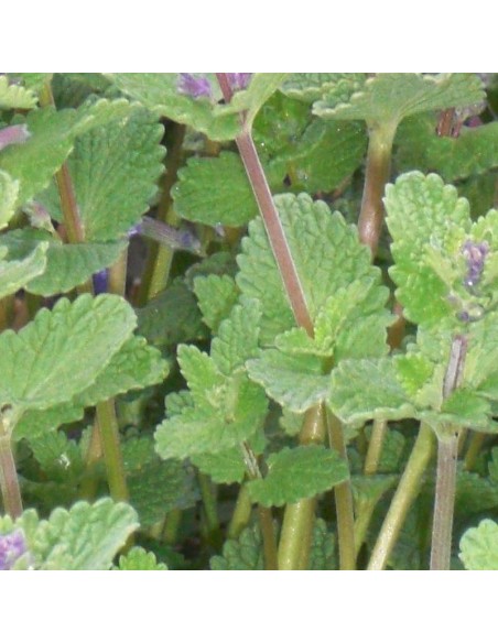 Chataire Herbe à chat