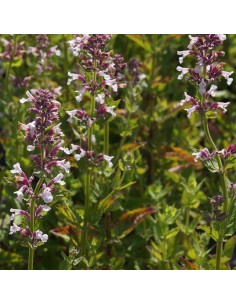 Chataire Dawn to dusk