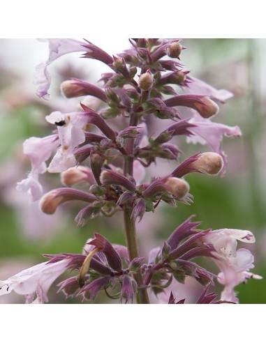 Chataire Dawn to dusk