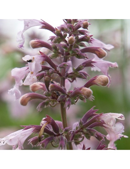 Chataire Dawn to dusk