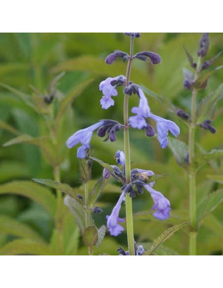 Chataire de Sibérie