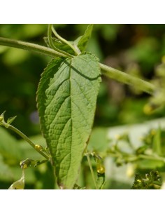 Chataire Govaniana 2