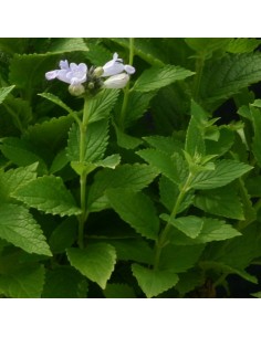 Chataire subsessile 2