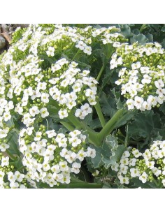 Chou marin - Crambe Maritima 2