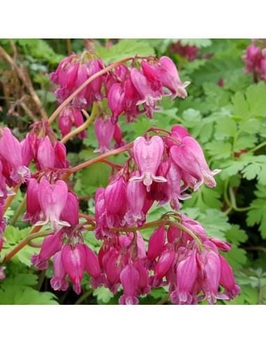 Coeur de Marie Formose