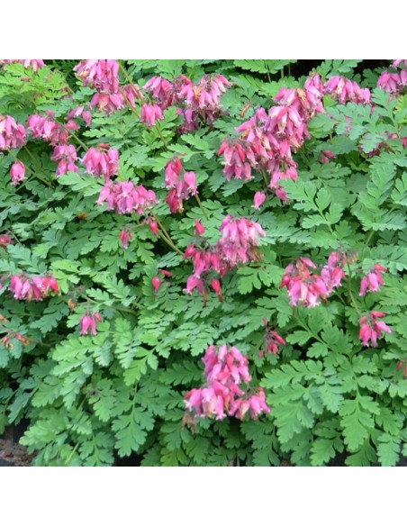 Coeur de Marie Luxuriant