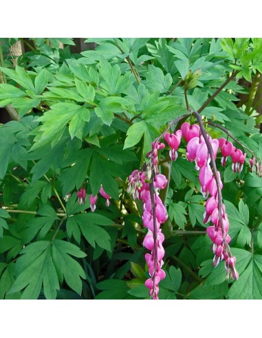 Coeur de Marie Luxuriant