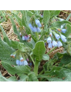 Consoude à grandes fleurs Hidcote blue
