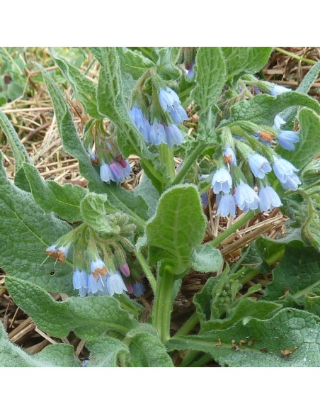 Consoude à grandes fleurs Hidcote blue