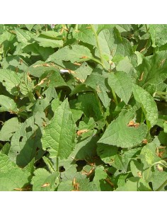 Consoude à grandes fleurs Hidcote blue 2