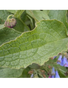 Consoude du Caucase 2