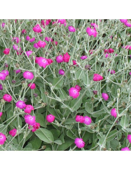 Coquelourde des jardins "Atrosanguinea"