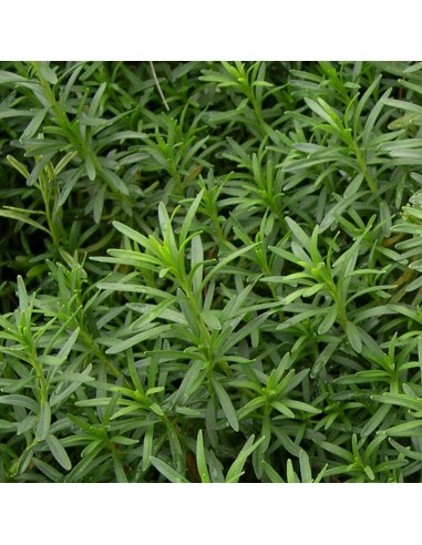 Corbeille d'argent Weisser Zwerg