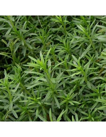 Corbeille d'argent Weisser Zwerg