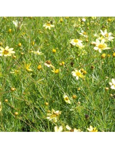 Coreopsis à feuilles en aiguilles Moonbeam 2