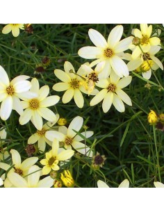 Coreopsis à feuilles en aiguilles Moonbeam