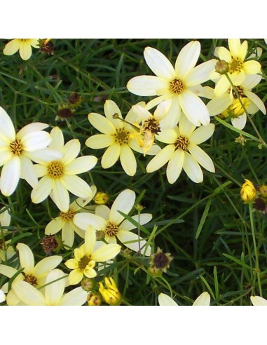 Coreopsis à feuilles en aiguilles Moonbeam