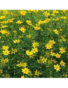 Coreopsis à feuilles en aiguilles Zagreb 2