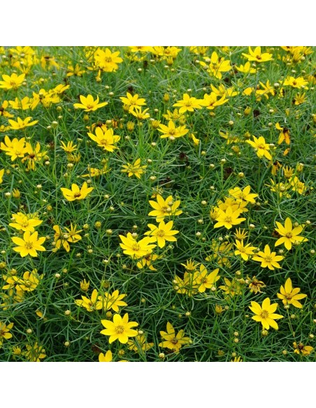 Coreopsis à feuilles en aiguilles Zagreb