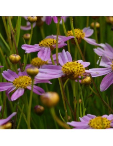 Coreopsis rosea American dream