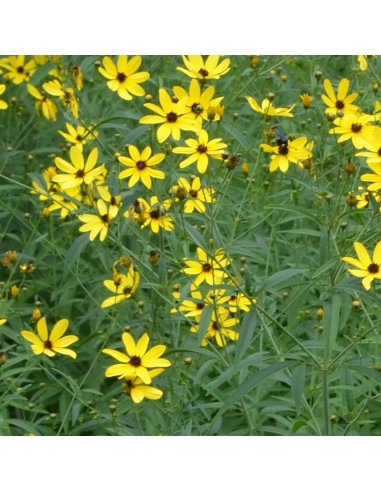 Coreopsis tripteris