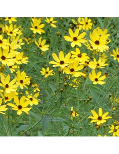 Coreopsis tripteris