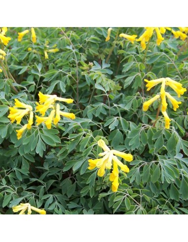 Corydale jaune
