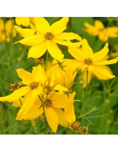 Coreopsis verticillata grandiflora