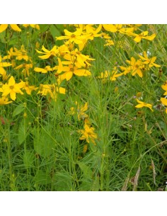 Coreopsis verticillata grandiflora 2