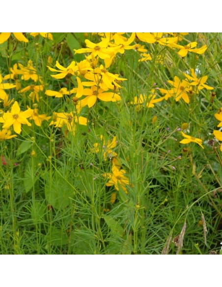 Coreopsis verticillata grandiflora