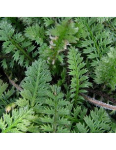 Cotule à bractées 2