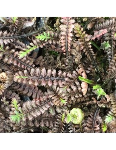 Cotule à bractées Platt's Black 2