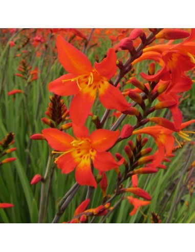 Crocosmia Emberglow