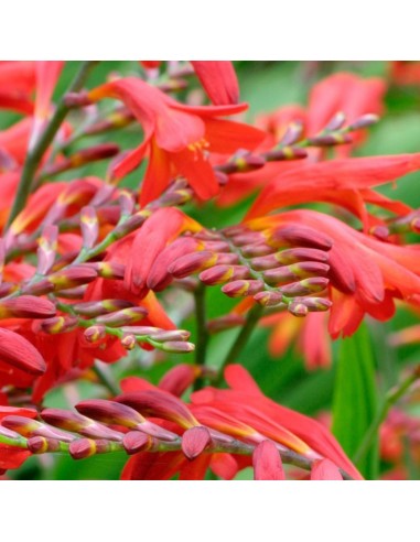 Crocosmia Emberglow
