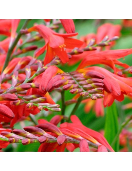Crocosmia Emberglow