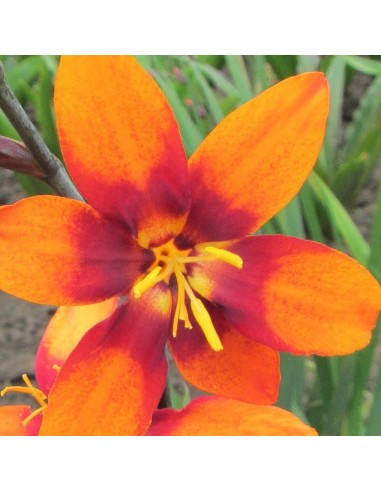Crocosmia Emily McKenzie