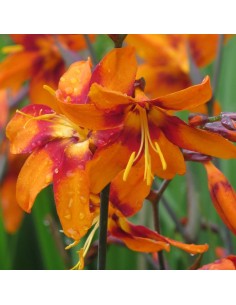 Crocosmia Emily McKenzie