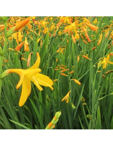 Crocosmia Georges Davidson