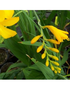 Crocosmia Georges Davidson 2