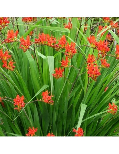 Crocosmia Lucifer