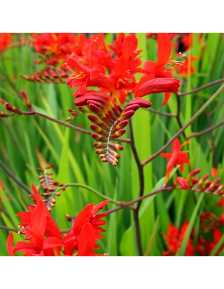 Crocosmia Lucifer