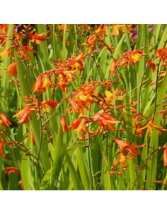 Crocosmia Masoniorum
