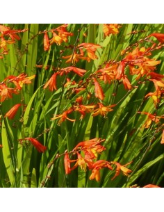 Crocosmia Masoniorum 2