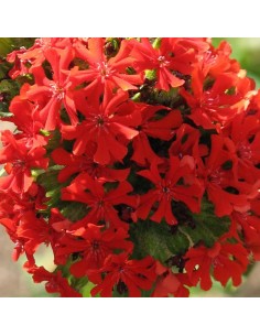 Croix de Jérusalem 2