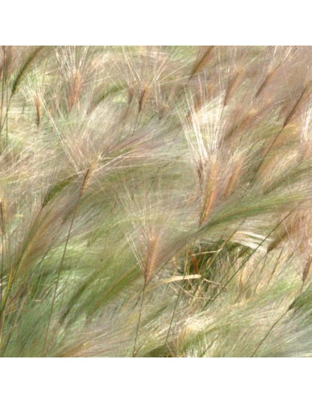 Orge à crinière