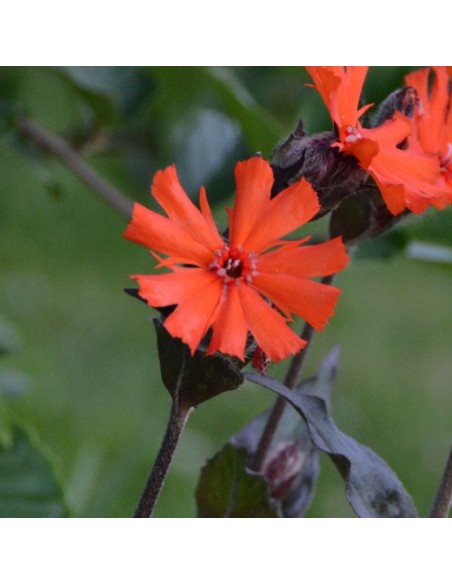 Croix de Jérusalem Vesuvius