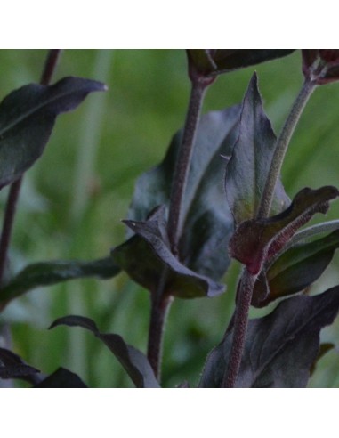 Croix de Jérusalem Vesuvius